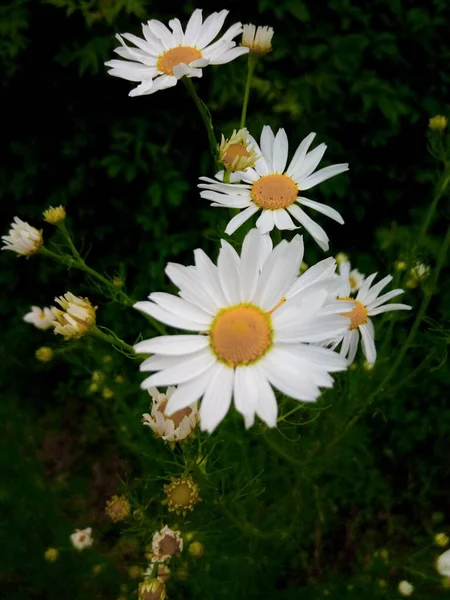 Blühende Gänseblümchen Auf Der Grünen Wiese Des Gartenparks — Stockfoto