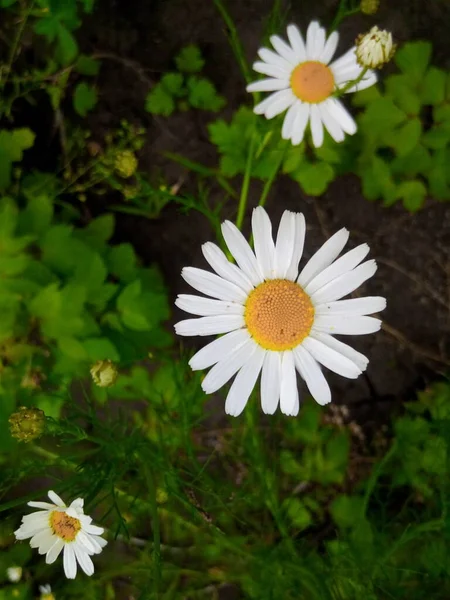 Цветущие Маргаритки Зеленом Лугу Парка — стоковое фото