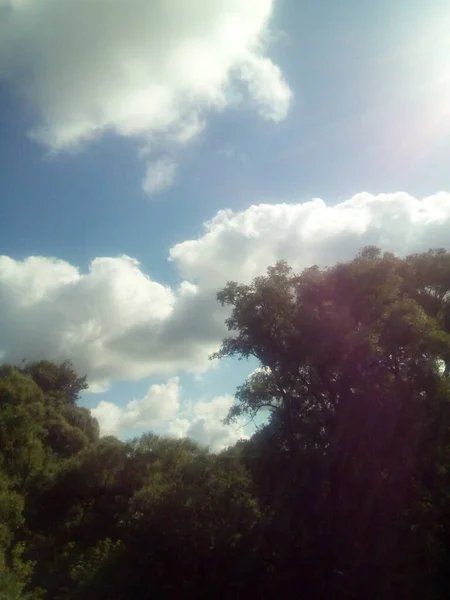 Witte Wolk Boven Bomen Een Zonnige Dag — Stockfoto