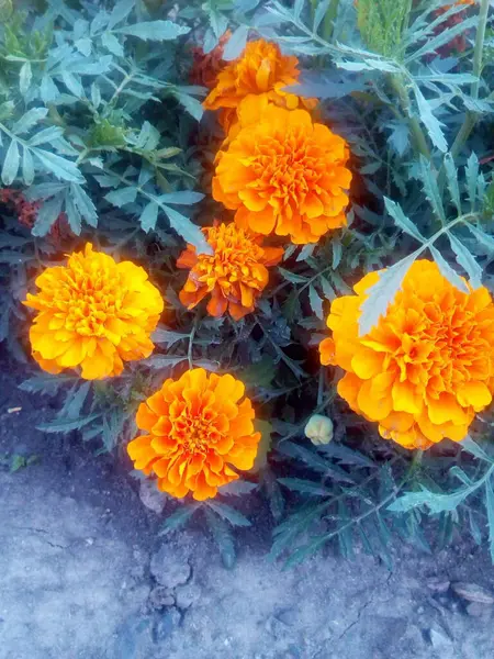 Karda mavi karanfilli kırmızı karanfiller.