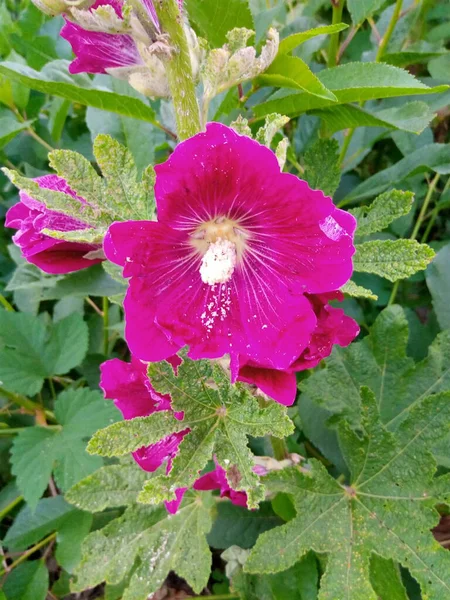 Рожева Квітка Літнього Парку — стокове фото