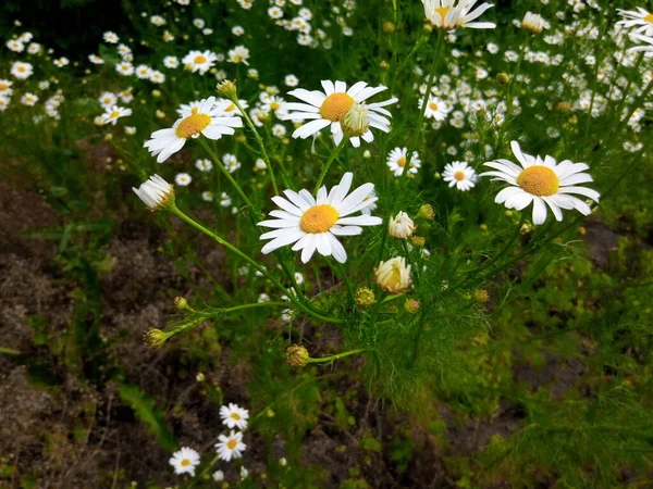 Bloeiende Madeliefjes Groene Weide Van Het Park — Stockfoto