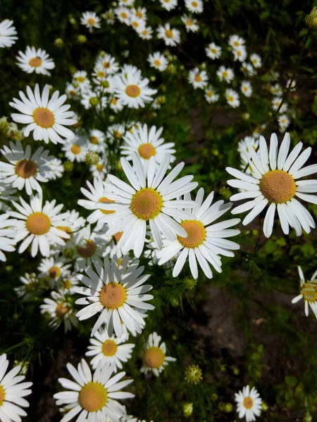 Margherite Fiore Nel Prato Verde Del Parco Del Giardino — Foto Stock