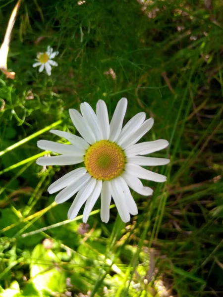 Marguerites Fleuries Dans Prairie Verte Parc Jardin — Photo