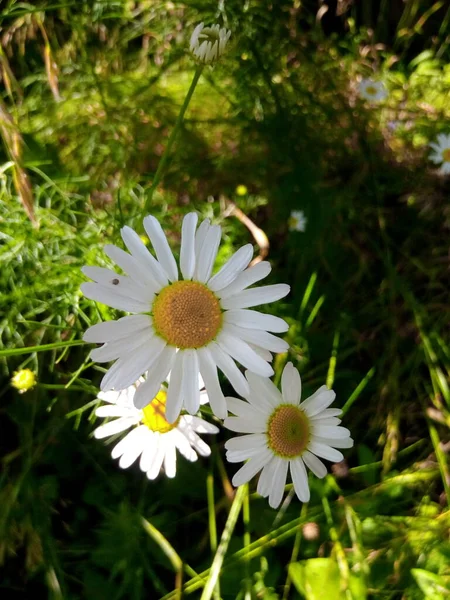 Blühende Gänseblümchen Auf Der Grünen Wiese Des Gartenparks — Stockfoto