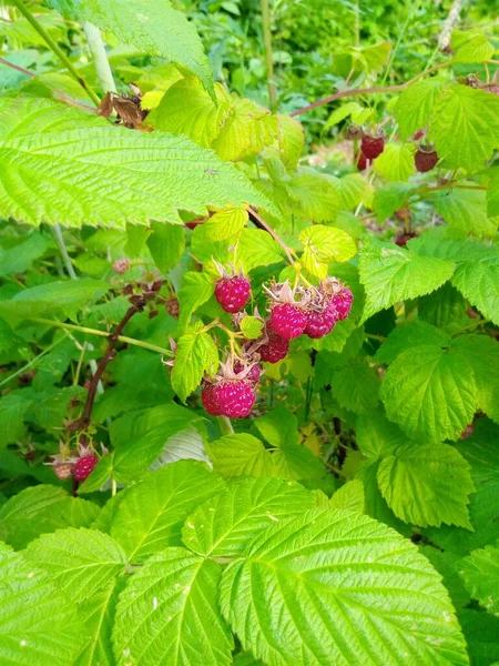 Frambuesa Baya Roja Una Rama Parque Jardín —  Fotos de Stock