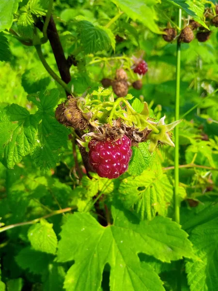 Frambuesa Baya Roja Una Rama Parque Jardín —  Fotos de Stock