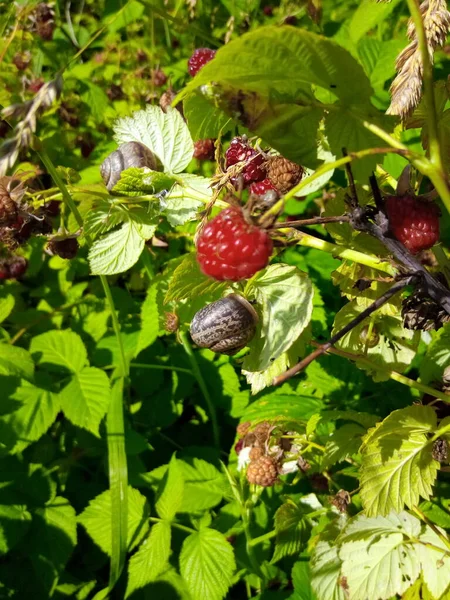 Trädgård Snigel Ett Grönt Blad Hallon Park — Stockfoto