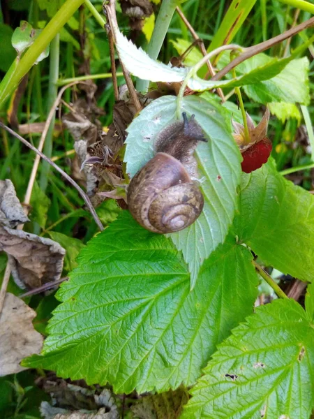 Escargot Jardin Sur Une Feuille Verte Parc Framboises — Photo