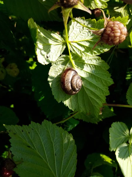 Caracol Jardín Una Hoja Verde Parque Frambuesas —  Fotos de Stock