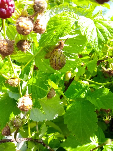 树莓园绿叶上的花园蜗牛 — 图库照片