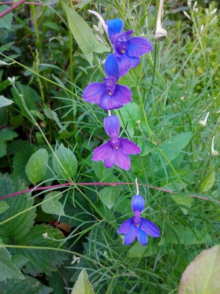 绿色草地上的森林里的蓝色花朵 — 图库照片
