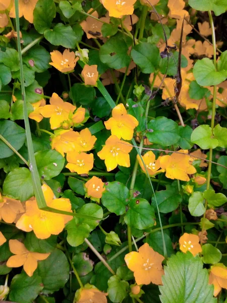 绿色草地上的森林里的黄花 — 图库照片