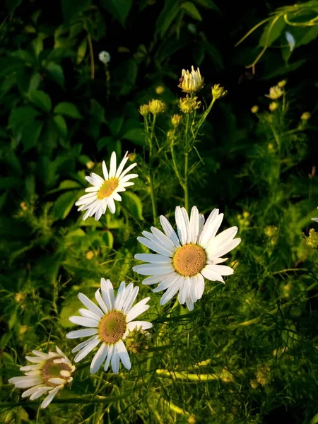 Blommande Prästkragar Den Gröna Ängen Trädgården Parken — Stockfoto