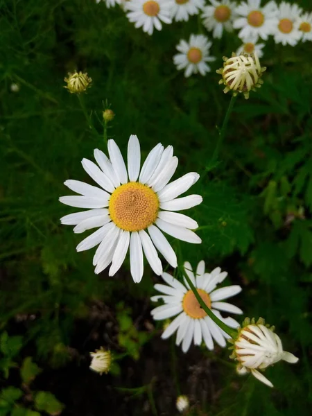 Margherite Fiore Nel Prato Verde Del Parco Del Giardino — Foto Stock