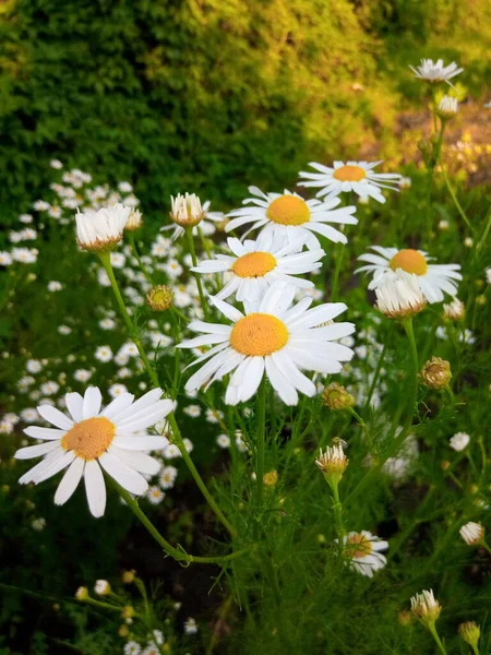 Blommande Prästkragar Den Gröna Ängen Trädgården Parken — Stockfoto