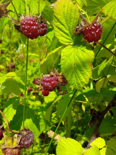 Hallon Röda Bär Gren Trädgård Park — Stockfoto