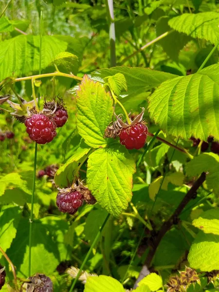 Hallon Röda Bär Gren Trädgård Park — Stockfoto