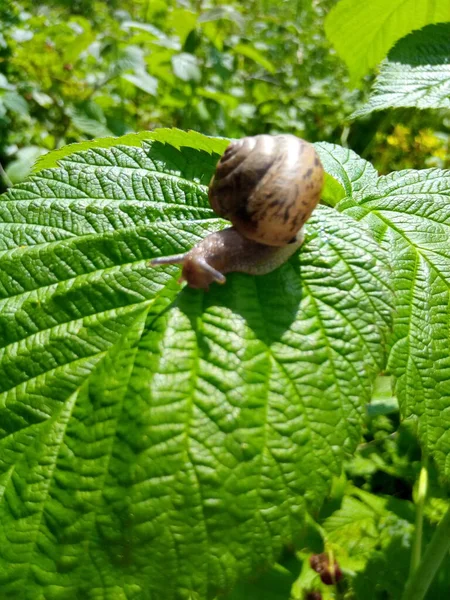 庭の公園の緑の葉にラズベリーカタツムリ — ストック写真