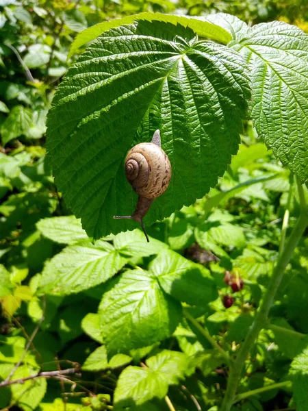 Ahududu Salyangozu Bir Bahçe Parkının Yeşil Yaprağında — Stok fotoğraf