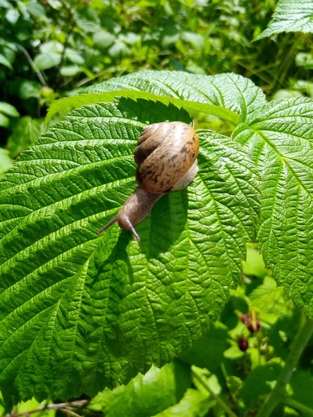 庭の公園の緑の葉にラズベリーカタツムリ — ストック写真