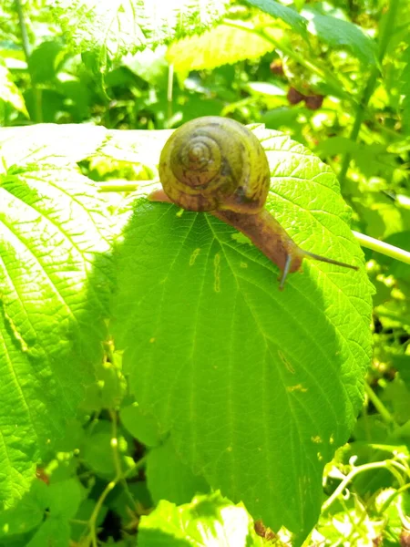 庭の公園の緑の葉にラズベリーカタツムリ — ストック写真