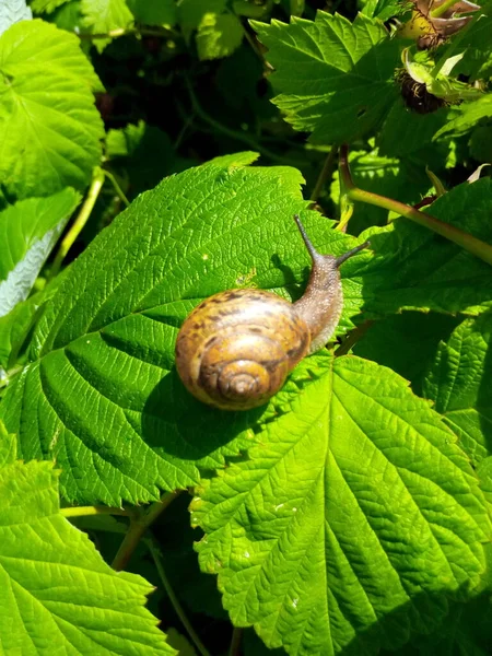 庭の公園の緑の葉にラズベリーカタツムリ — ストック写真