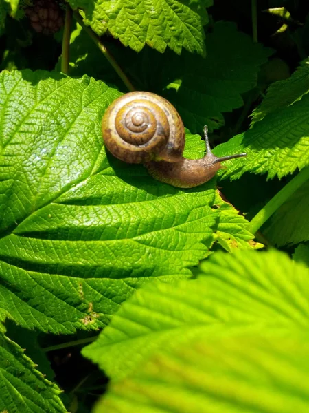 Escargot Framboise Sur Une Feuille Verte Parc Jardin — Photo