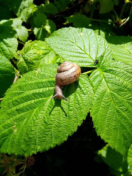 Ahududu salyangozu bir bahçe parkının yeşil yaprağında