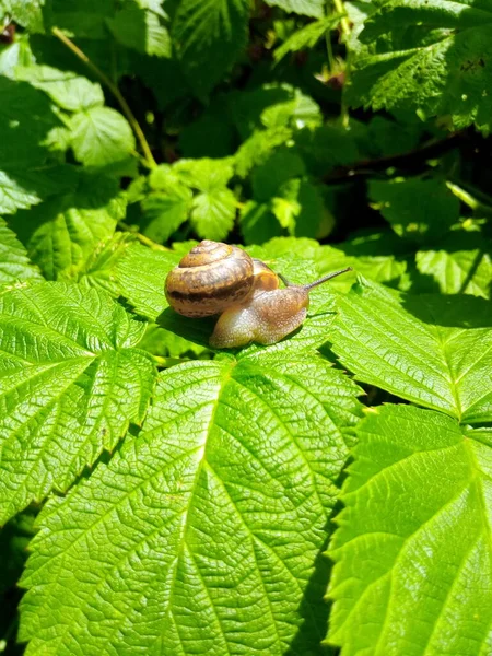 Caracol Framboesa Uma Folha Verde Parque Jardim — Fotografia de Stock