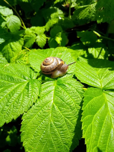 庭の公園の緑の葉にラズベリーカタツムリ — ストック写真