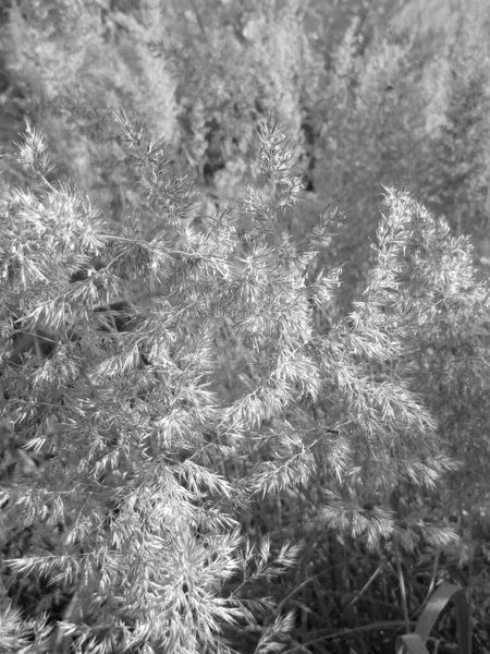 Herbe Fleurs Photo Noir Blanc — Photo