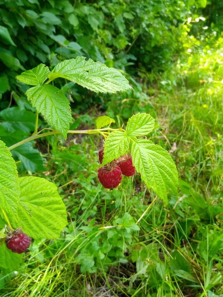 Ripe Raspberries Branch Green Leaves Park Garden — Stock Photo, Image
