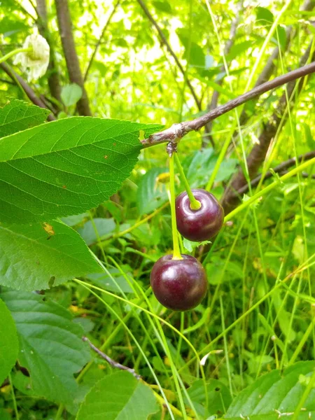 Cereza Madura Una Rama Con Hojas Verdes Jardín Del Parque —  Fotos de Stock