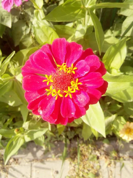 Orangefarbene Nelke Mit Blauen Blättern Parkgarten — Stockfoto