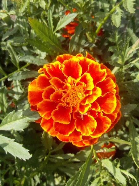 Clavo Naranja Con Hojas Azules Jardín Del Parque — Foto de Stock