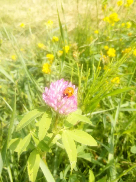 庭のクローバーの花のLadybug — ストック写真