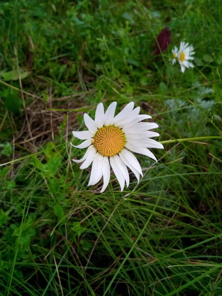 Marguerites Fleuries Dans Prairie Verte Parc Jardin — Photo
