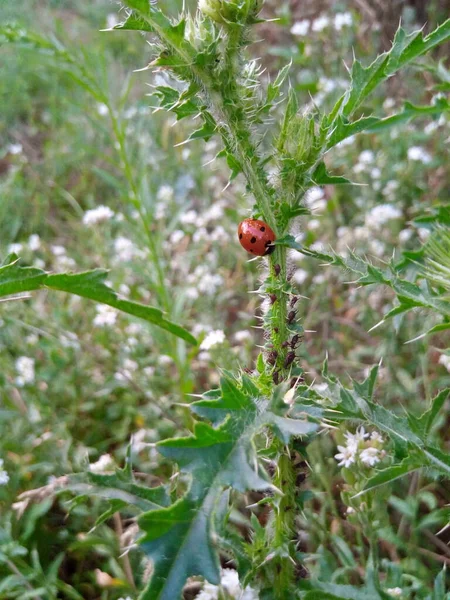 緑の花の上のテントウムシが蜜を食べ — ストック写真