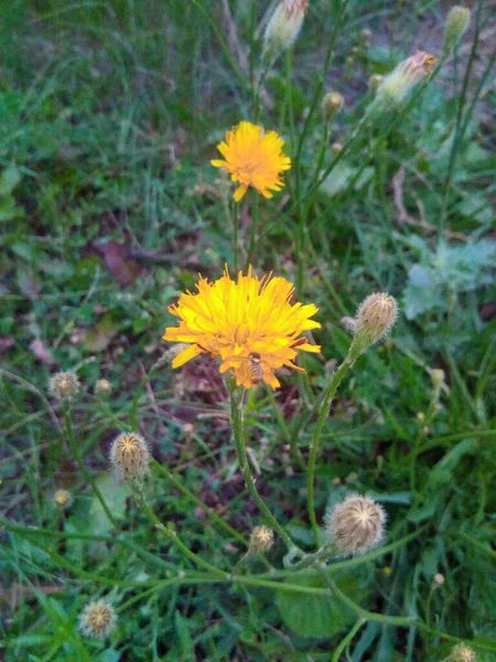 Blühende Gänseblümchen Auf Der Grünen Wiese Des Gartenparks — Stockfoto