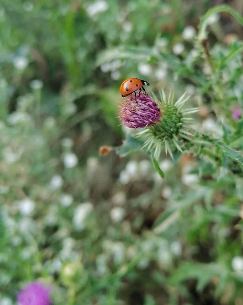 テントウムシは30メガピクセルの細いピンクの花から飛び出そうとしています — ストック写真