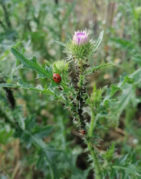 Uğur böceği dikenli pembe çiçekten uçmak üzere. 30 megapiksel.
