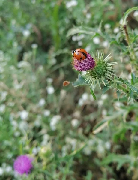 Mariquita Está Punto Volar Fuera Flor Rosa Espinosa Megapíxeles — Foto de Stock