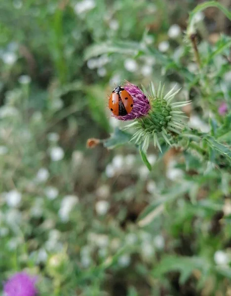 Mariquita Está Punto Volar Fuera Flor Rosa Espinosa Megapíxeles — Foto de Stock