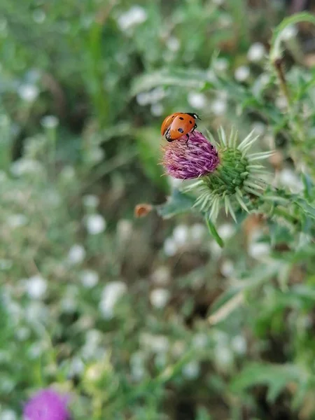 テントウムシは30メガピクセルの細いピンクの花から飛び出そうとしています — ストック写真