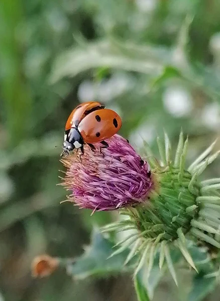 Ladybug Вылетит Колючего Розового Цветка — стоковое фото