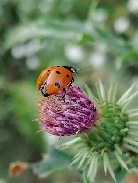 テントウムシはとげのあるピンクの花から飛び出そうとしています — ストック写真