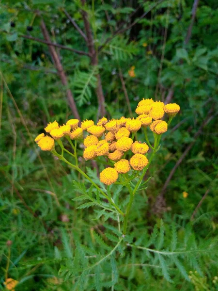 Inflorescence Tansy Green Lawn Garden Park — 스톡 사진