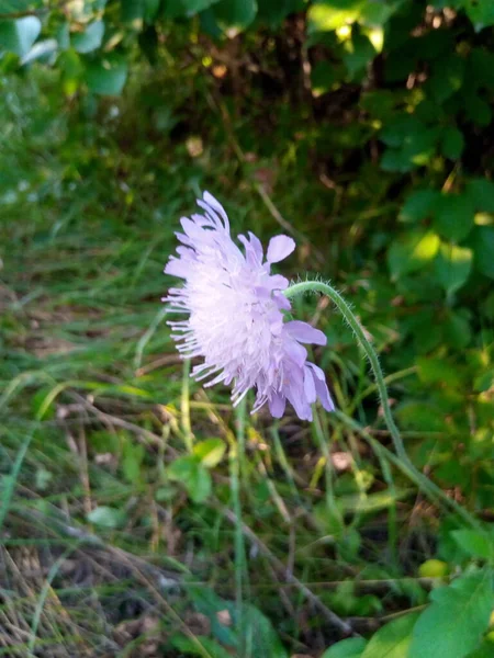 公园花园绿草上的丁香花 — 图库照片