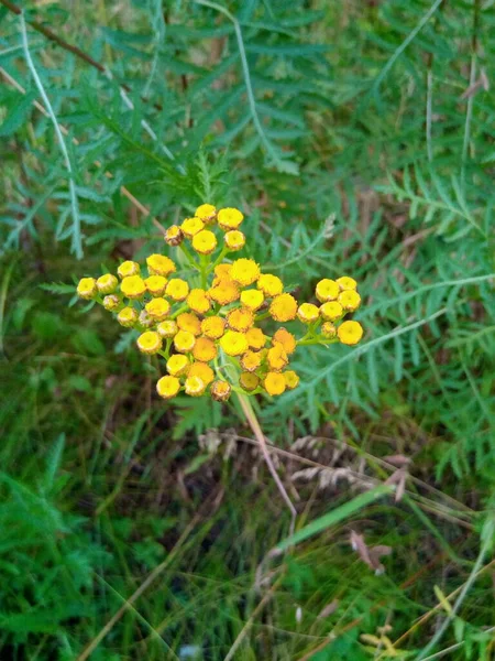 Inflorescence Tansy Green Lawn Garden Park — 스톡 사진